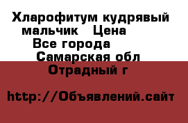 Хларофитум кудрявый мальчик › Цена ­ 30 - Все города  »    . Самарская обл.,Отрадный г.